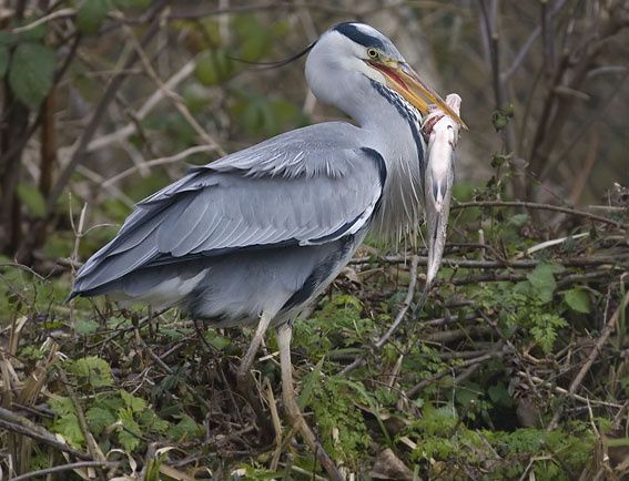 Blauwereiger_brasem291207T